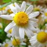 Ромашка